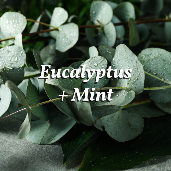 Eucalyptus Mint