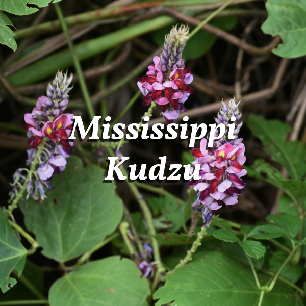 Mississippi Kudzu