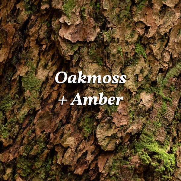 Oakmoss and Amber